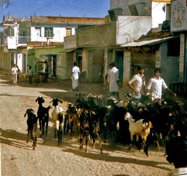 Goats herded in Puttaparthi 1985